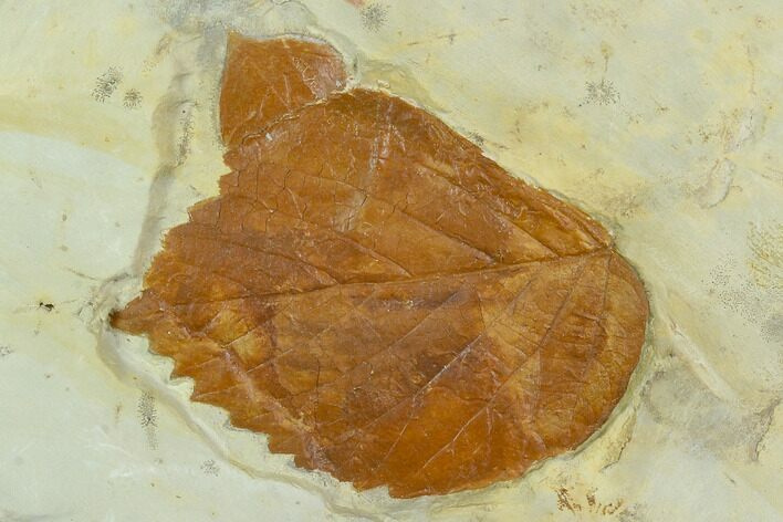 Two Fossil Leaves ( Zizyphoides And Beringiaphyllum) - Montana #120770